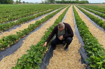 Domaćin iz Bijeljine za primjer svima: Besplatne jagode za trudnice i žene sa malom djecom