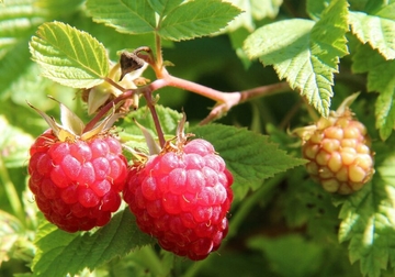 Malinari nisu zadovoljni BERBOM, problem i nedostatak RADNE SNAGE