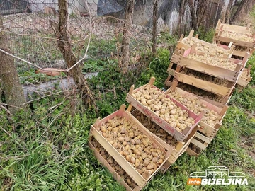 Semberski povrtari optimistični: U punom jeku sjetva ranog povrća i krompira, đubrivo jeftinije, otkupna cijena veća