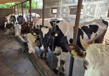 Zaražene krave već 22 dana u štali, a farmer očajan: "Samo neka ih vode, bojim se za djecu!"