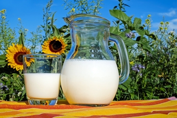 Proizvođači tvrde da su cijene mlijeka nerealne: Dok trgovci kupe kajmak, farme se zatvaraju