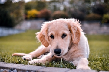 Veterinar otkrio jednostavan trik: Kako za 2 minuta provjeriti da li vaš pas ili mačka imaju buve