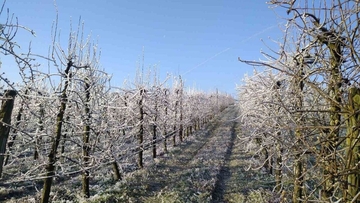 Obavezno zaštitite voćnjake od mraza koji se očekuje tokom ove sedmice