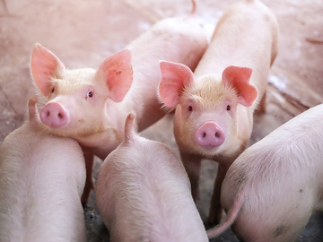 Rastu cijene prasića pred praznike