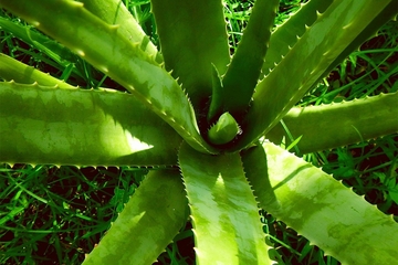 Aloe vera je najkorisnija biljka koju možete imati – pet je razloga za to