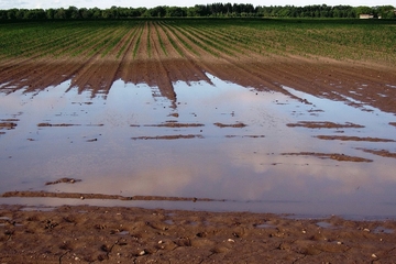 Kiša uništava usjeve i donosi ekonomske probleme poljoprivrednicima