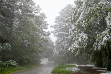"Zimska idila": U Srbiji pao snijeg
