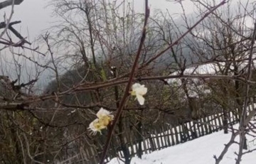 U zvorničkom šljiviku šljiva procvjetala usred januara