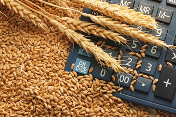 Urod pšenice umanjen i do 70 odsto