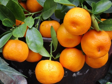 Opasan pesticid nađen u mandarinama iz Hrvatske, završile u BiH