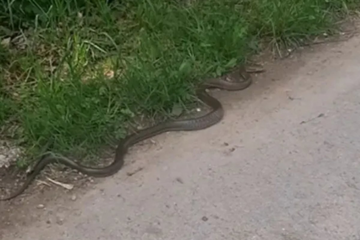 Ogromna zmija snimljena na izletištu: Ne dirajte je, ne dira ni ona vas