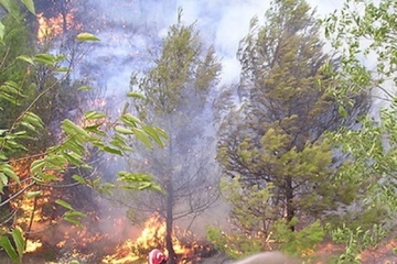 Stradao paleći travu i nisko rastinje
