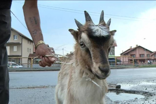 Bijeljina: Kralj - jare sa četiri roga