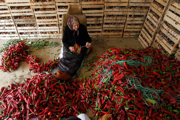 Proizvodnja paprika sve zastupljenija u Semberiji: Besplatan rasad roge za 43 poljoprivrednika