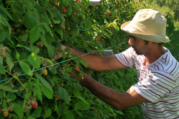 Sezonaca ni za lijeka, dnevnica u Semberiji 40 KM