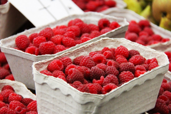 Berba maline u Semberiji