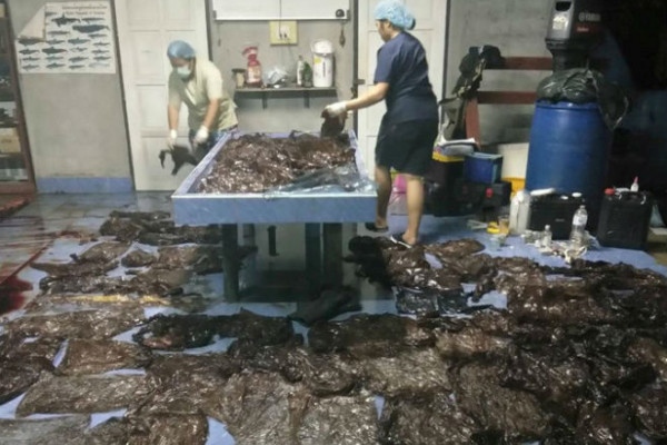 Tajland: Kit uginuo zbog progutanih 80 vreća smeća
