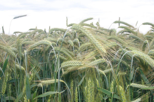 U srijedu u Bijeljini "Dan polja" strnih žita