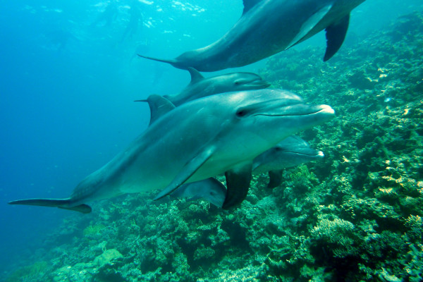 Osobina svojstvena samo ljudima: Delfini se međusobno dozivaju imenima