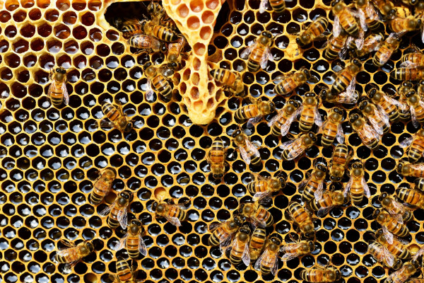 Nevjerovatno otkriće: Pčele posjeduju matematičku sposobnost