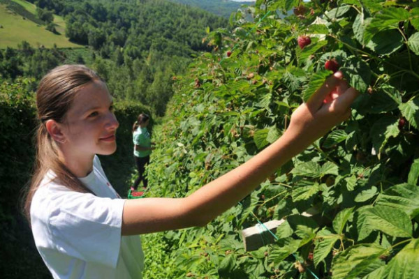 Maline u hladnjači, cijena ni na vidiku