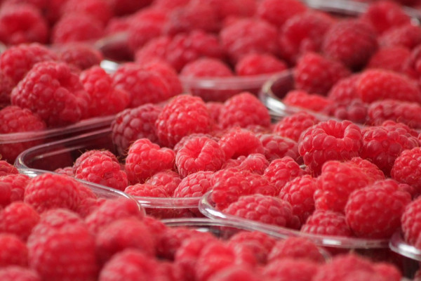 Kiša otežava berbu maline - cijena neizvjesna