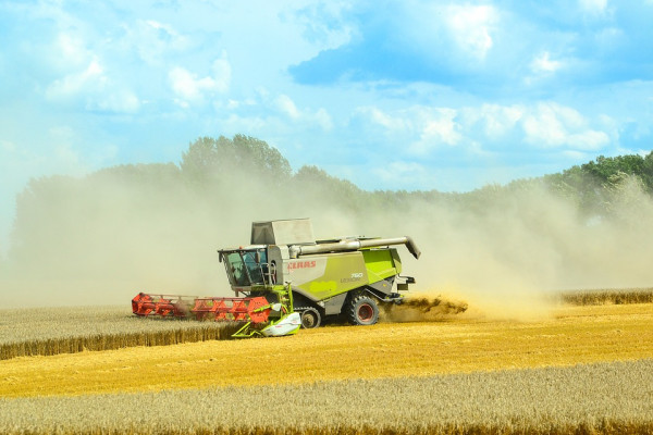 Počela žetva i otkup pšenice