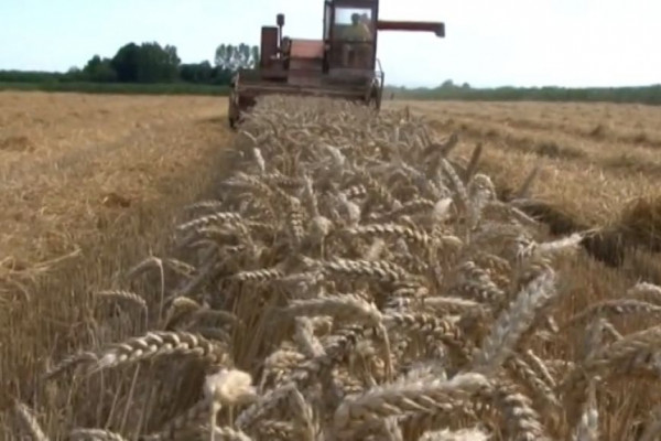 Loša godina za pšenicu