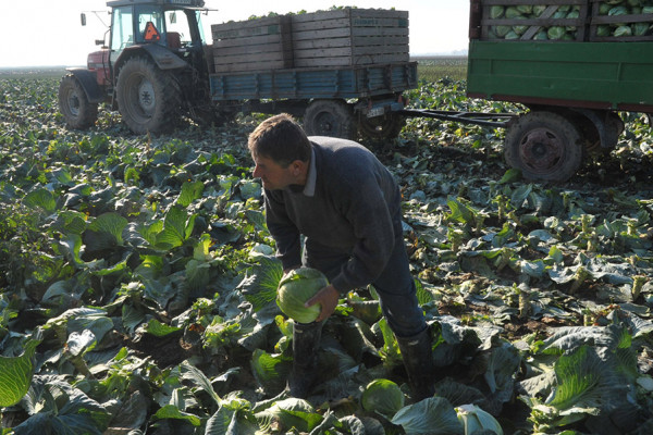 Osnovano Udruženje „Bijeljinski kupus”