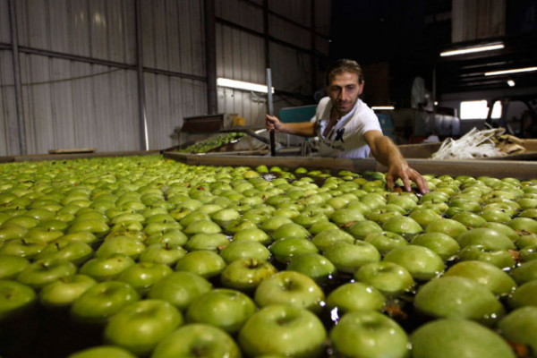 Tegle pune domaćim voćem i povrćem