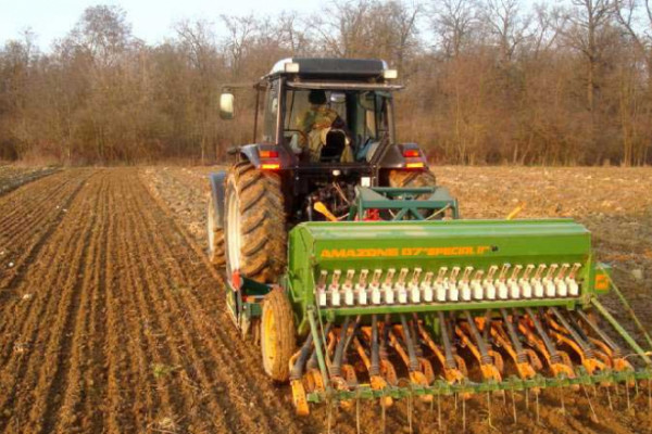 Pšenica još na njivama, kiša uništava zrno