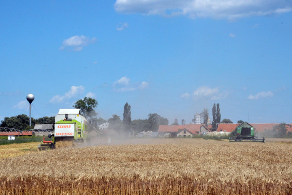 U Semberiji žetva pod kišobranima