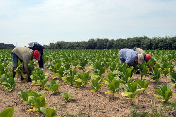 U toku berba duvana, prinos iznad prosjeka