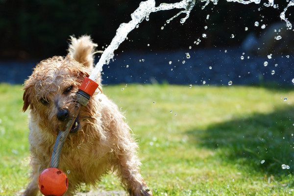 Saznajte koliko vode je potrebno psima da bi bili zdravi