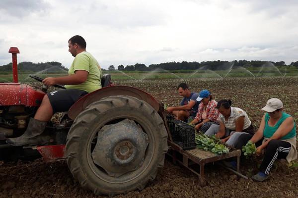Zbog stalnih kiša upitan ostanak ljetine