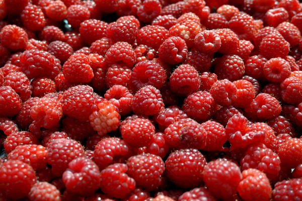 Cijena maline niža nego lani