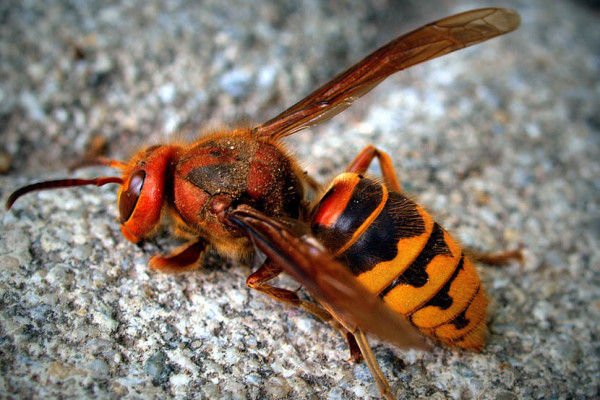 Veliki broj stršljenova u Semberiji, stručnjaci apeluju da legla nikako ne uništavate samoinicijativno