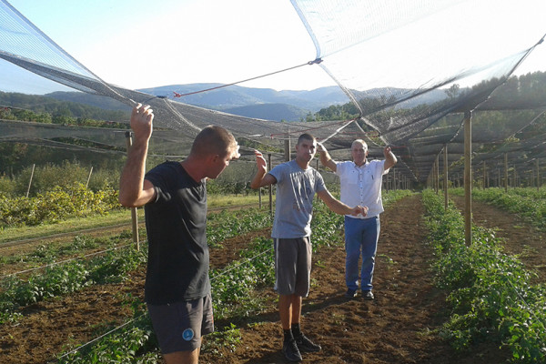 Semberci štite voće sa protivgradnim mrežama