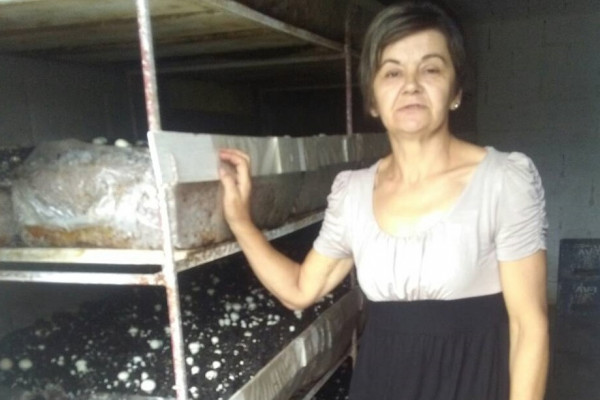 Patkovača: Uzgajaju šampinjone i zbrajaju dobit