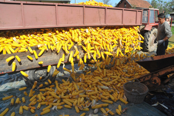 Kukuruz u Semberiji dobro rodio – na jednoj stabljici i po tri klipa