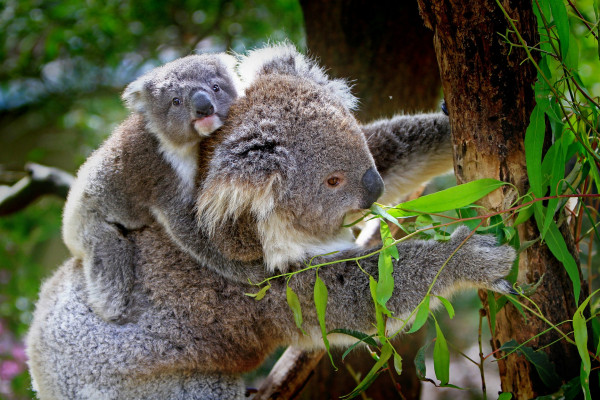 Naučnici: Koale bi u Australiji mogle izumrijeti do 2050.