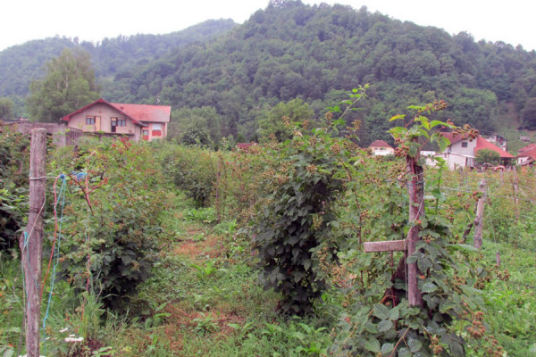 U Srpskoj ove godine uništeno 500.000 sadnica malina