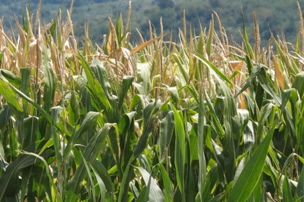 Sutra u Bijeljini "Dani polja kukuruza"