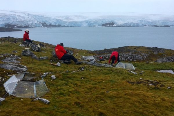 Mahovina na Antarktiku umire zbog klimatskih promjena