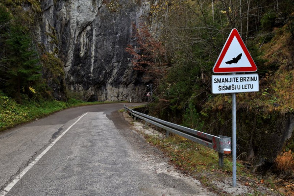 BiH prva na svijetu sa saobraćajnim znakom upozorenja na šišmiše