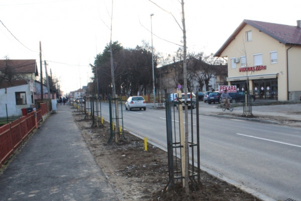 Nova stabla javora u Ulici Srpske vojske