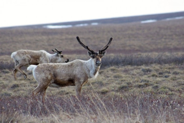 Klimatske promjene ubijaju irvase