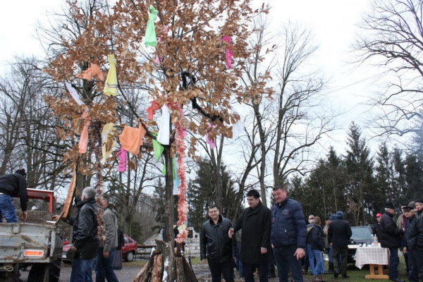 Tradicionalna sječa badnjaka u Priboju