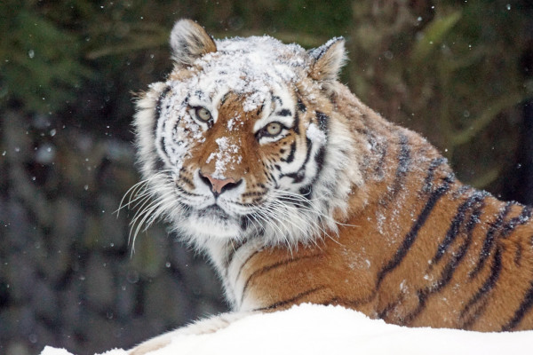 Sibirski tigar – zaštićena vrsta ili unosan posao?