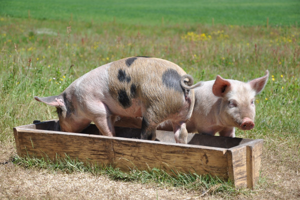 Domaći farmeri strepe od afričke kuge